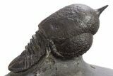 Pelagic Trilobite (Cyclopyge) Fossil - Huge Eyes #316656-1